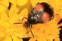 Sennius abbreviatus - photo 3