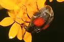 Sennius abbreviatus - photo 4