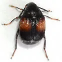 Sennius abbreviatus - photo 5