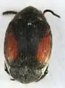 Sennius cruentatus