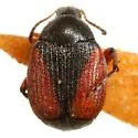 Sennius cruentatus - photo 2