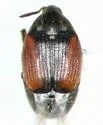 Sennius cruentatus - photo 3