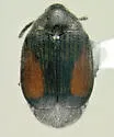 Sennius cruentatus - photo 4