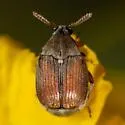 Sennius discolor