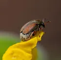 Sennius discolor - photo 2