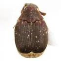 Sennius guttifer