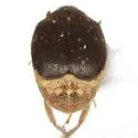 Sennius guttifer - photo 2