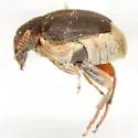 Sennius guttifer - photo 4