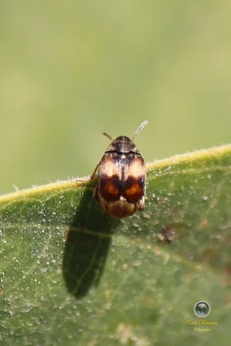 Sennius lebasi