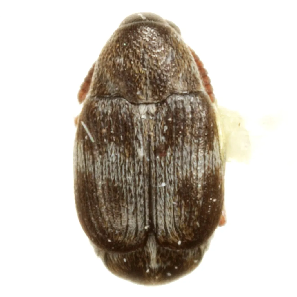 Sennius leucostauros - photo 2