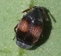 Sennius medialis