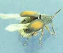 Sennius morosus - photo 3