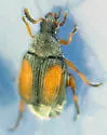 Sennius morosus - photo 4