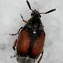 Sennius morosus - photo 5