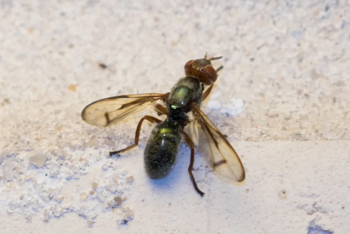 Senopterina caerulescens