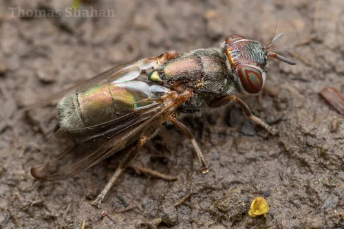Senopterina foxleei