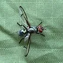 Senopterina mexicana