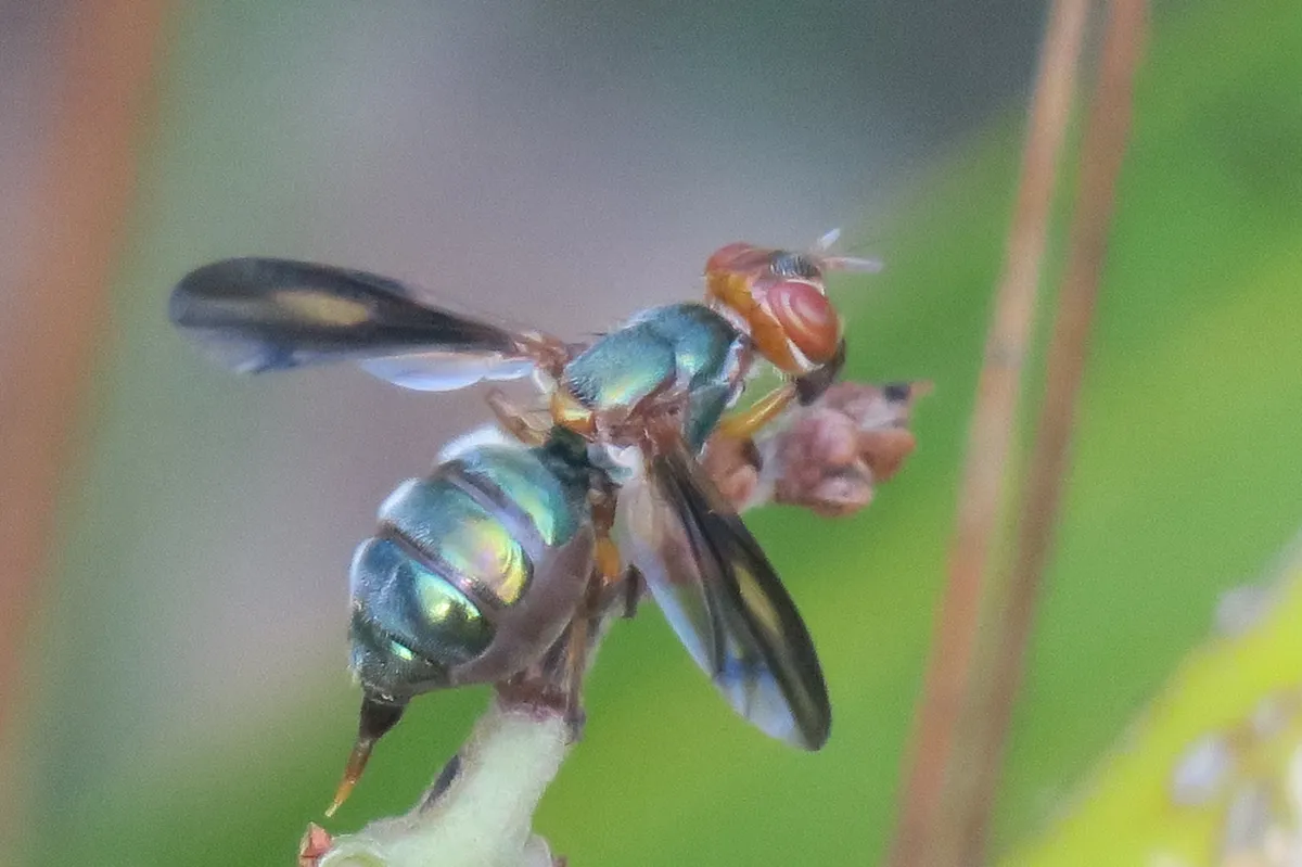 Senopterina varia - photo 3