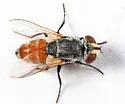 Senotainia vigilans