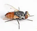 Senotainia vigilans - photo 2