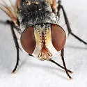 Senotainia vigilans - photo 3