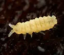 Barber's Springtail