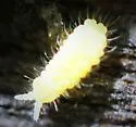 Barber's Springtail - photo 2