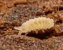Barber's Springtail - photo 3