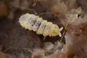 Barber's Springtail - photo 4