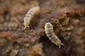 Barber's Springtail - photo 5