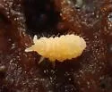 Sensillanura caeca