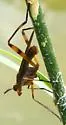 Liverfluke Snail Predator Fly - Sepedomerus macropus