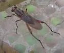 Liverfluke Snail Predator Fly - photo 2