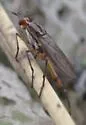 Liverfluke Snail Predator Fly - photo 3
