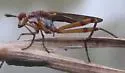 Liverfluke Snail Predator Fly - photo 4