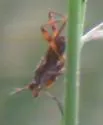 Liverfluke Snail Predator Fly - photo 5