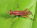 Sepedon americana