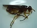 Sepedon armipes