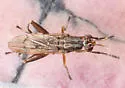 Sepedon armipes - photo 2