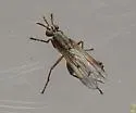 Sepedon armipes - photo 4