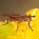 Sepedon fuscipennis