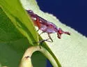 Sepedon fuscipennis - photo 2