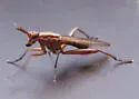 Sepedon fuscipennis - photo 3