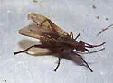 Sepedon fuscipennis - photo 4