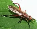 Sepedon fuscipennis - photo 5