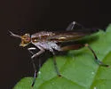 Sepedon gracilicornis - photo 2