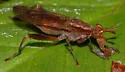 Sepedon gracilicornis - photo 3