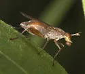 Sepedon gracilicornis - photo 4