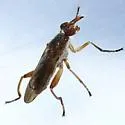 Sepedon gracilicornis - photo 5
