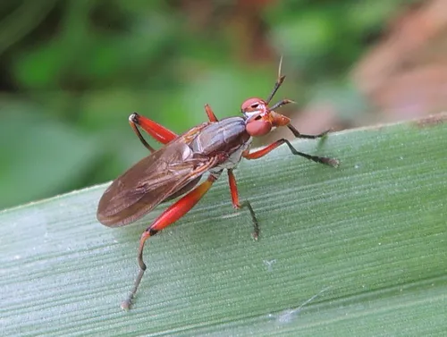 Sepedon lobifera